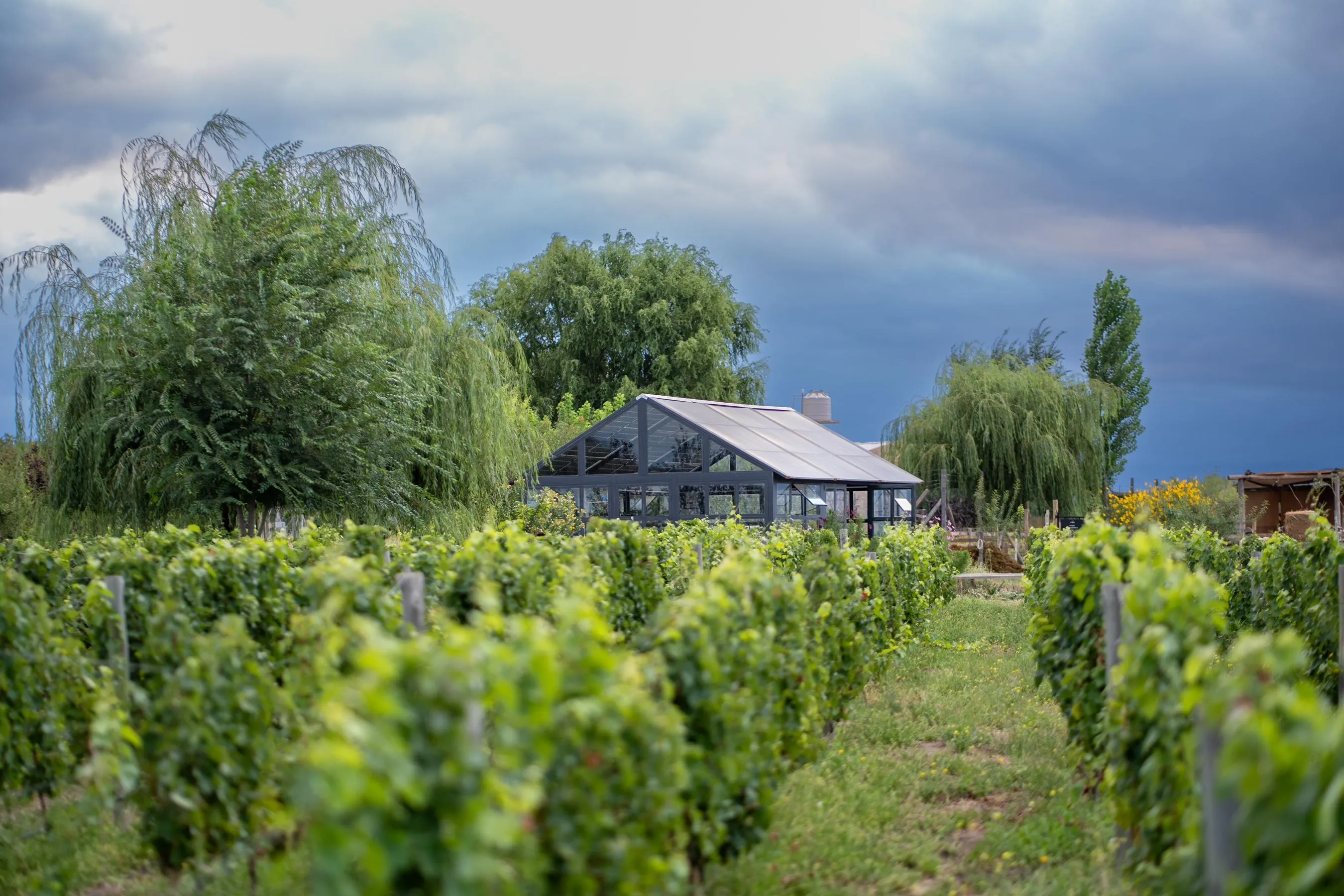 mat&iacute;as-michelini