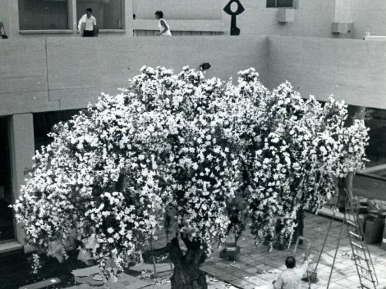 L’olivera de la Fundació Miró es va vestir de núvia fa 40 anys: així ho celebra el museu aquest cap de setmana