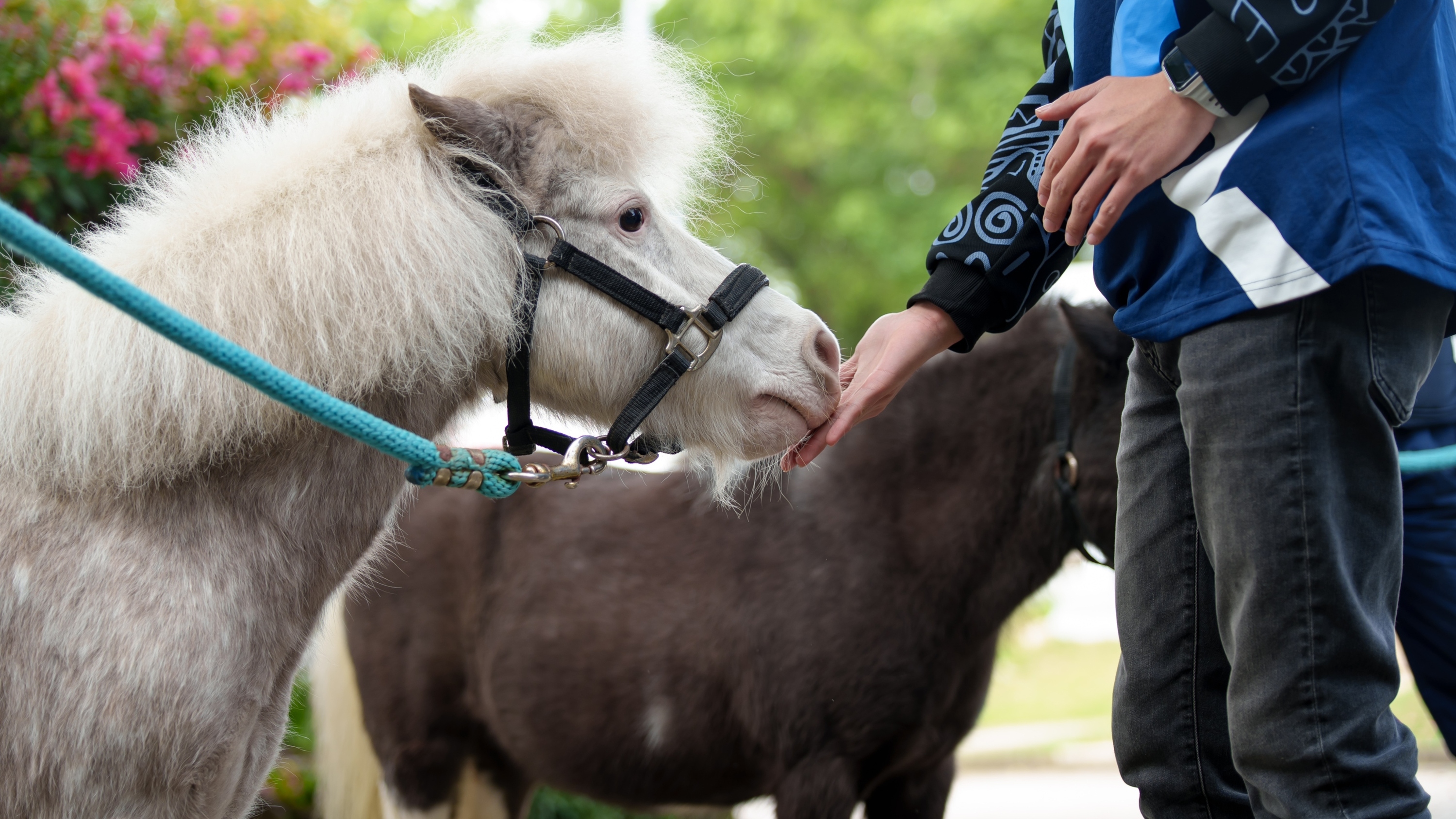 You can meet and pet Shetland ponies at this iconic heritage landmark in Hong Kong