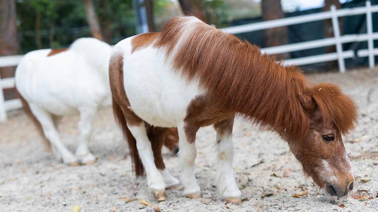 Shetland ponies