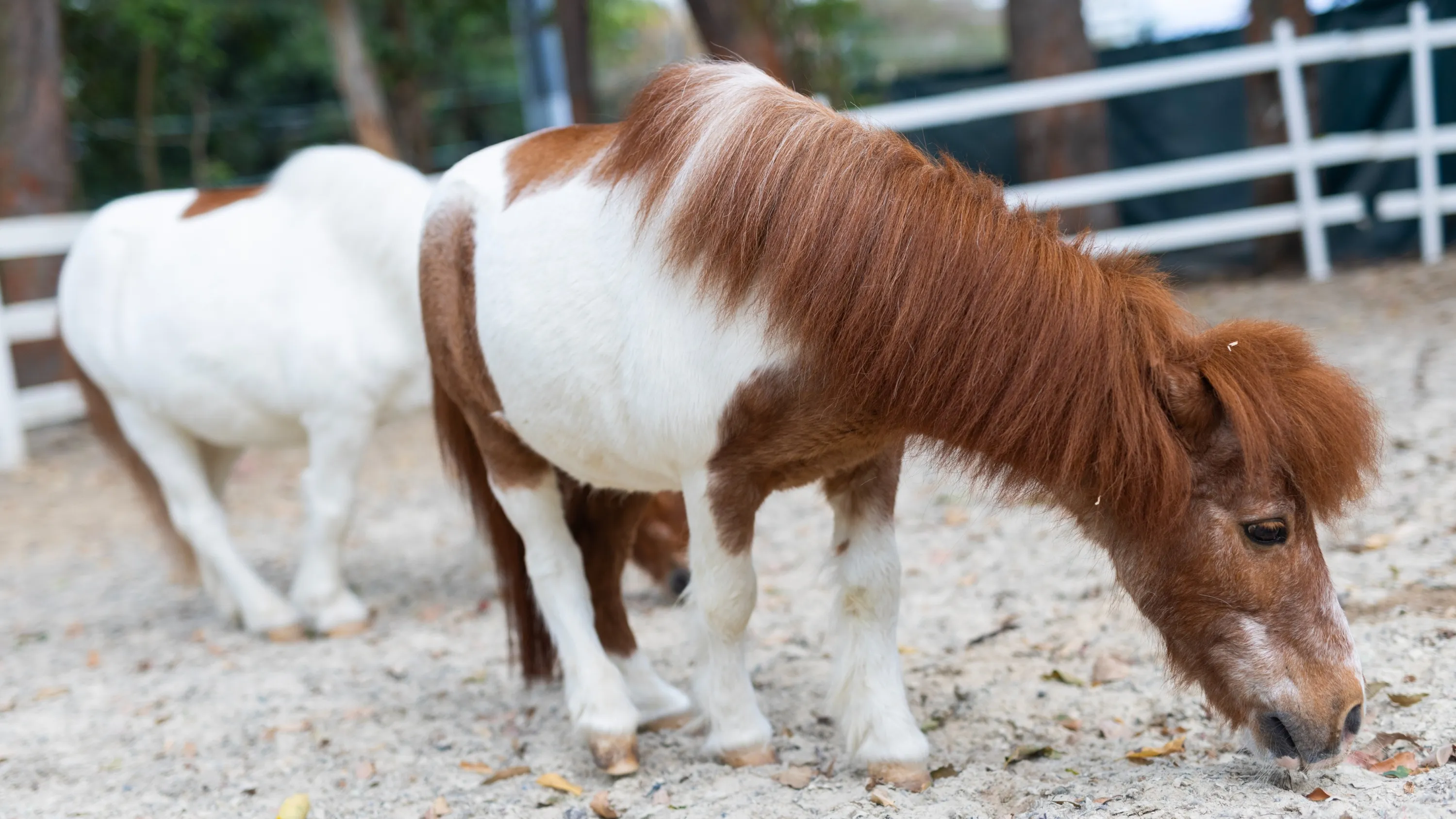 Shetland ponies
