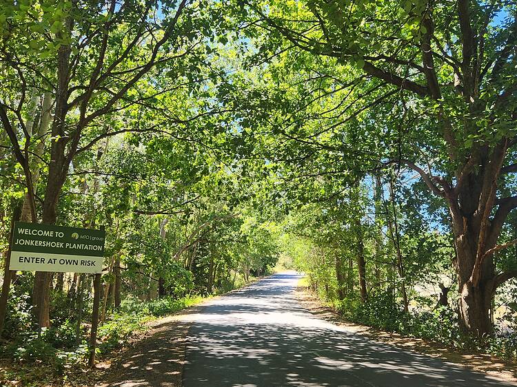 Take a walk, hike or cycle in the Jonkershoek Nature Reserve Take a walk, hike or cycle in the Jonkershoek Nature Reserve