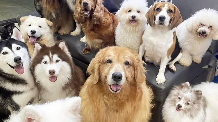 Dog City by Dog Country Cafe