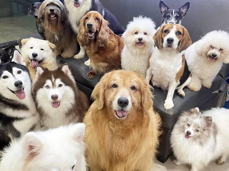 Dog City by Dog Country Cafe