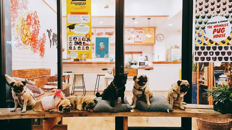 The Wrinkles Pug House