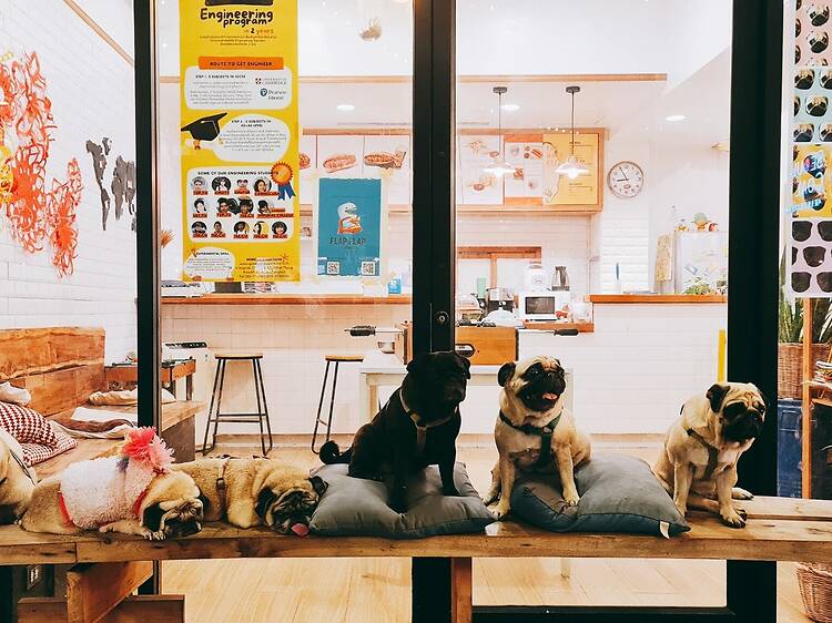 The Wrinkles Pug House