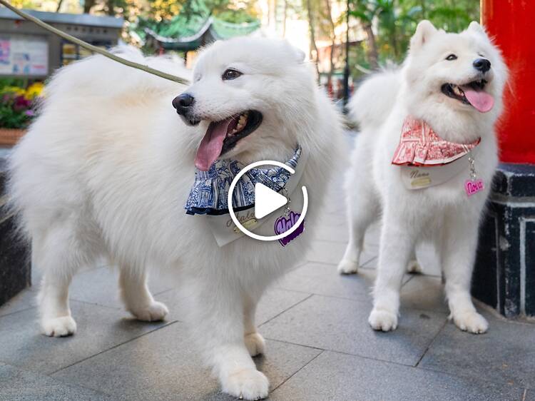 Here’s what Hong Kong’s dog owners think about the city’s pet-friendly restaurant permits