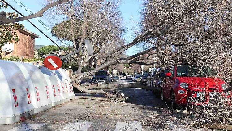 Arbre caigut per les ventades