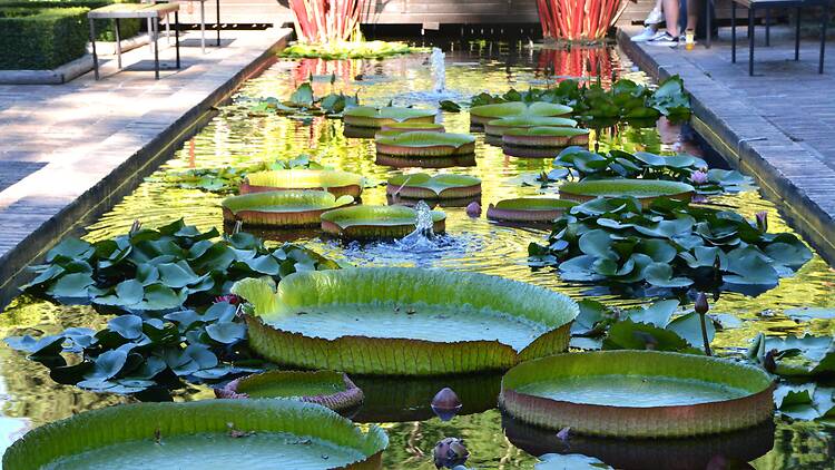 Smell the roses in the Botanical Garden Smell the roses in the Botanical Garden