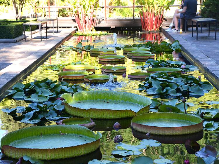 Smell the roses in the Botanical Garden Smell the roses in the Botanical Garden