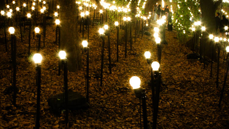 RAFAEL LOZANO HEMMER: JARDÍN INCONCLUSO Museo de Arte Moderno