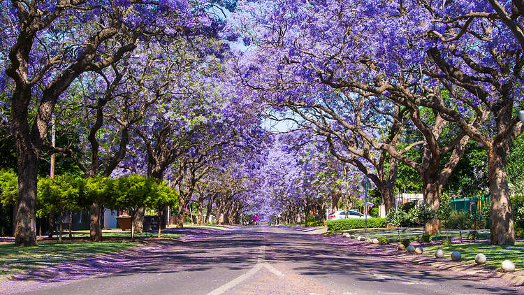Street in Pretoria lined with Jacaranda trees Street in Pretoria lined with beautiful purple Jacaranda trees