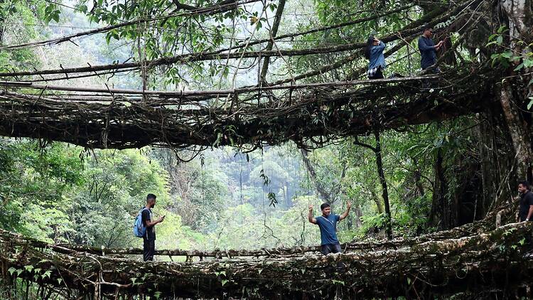 Double Decker Root Bridge Double Decker Root Bridge