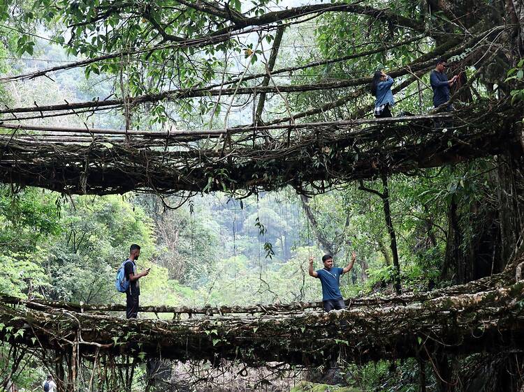 Double Decker Root Bridge Double Decker Root Bridge