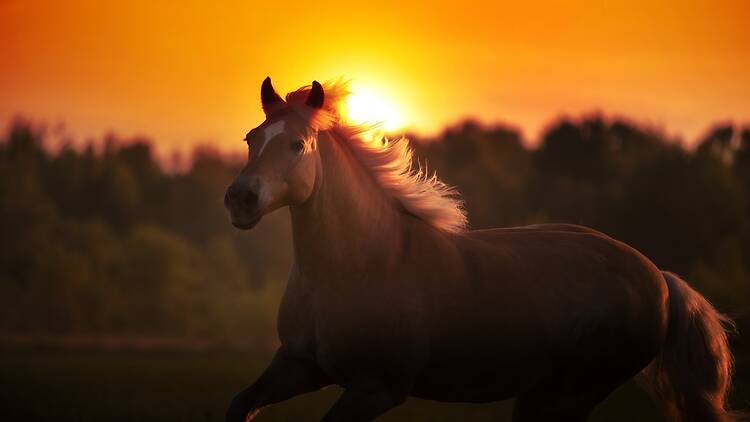 马到成功 (mǎ dào chéng gōng)