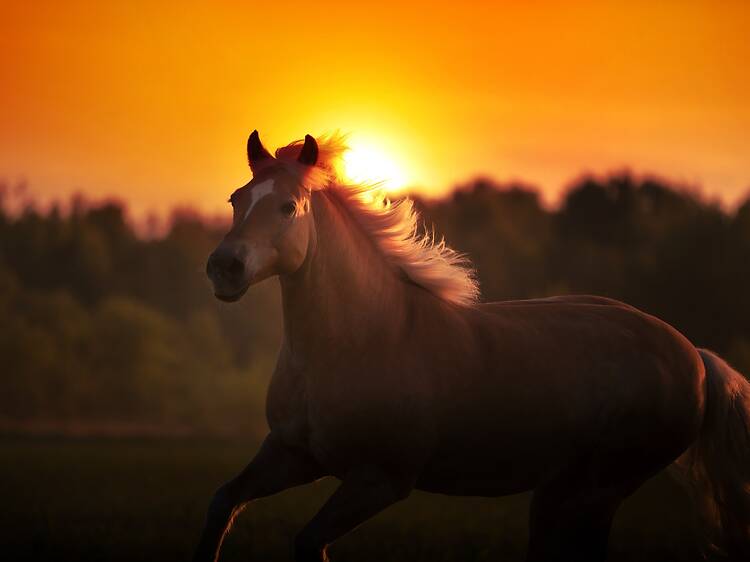 马到成功 (mǎ dào chéng gōng)