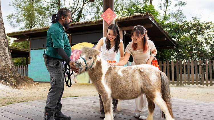 Hello from the Wild: Horse