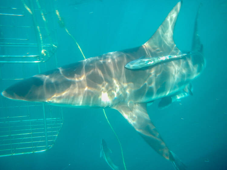 Gansbaai - 160km / 2hrs drive