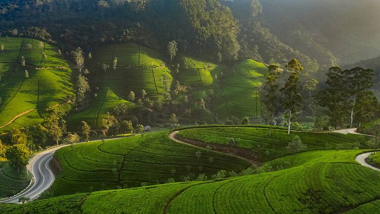 Sri Lanka Beautiful sunlit tea plantations with winding road in Nuwara Eliya, Sri Lanka highlands. Scenic terraced green hills, ideal for eco-tourism, agriculture, rural travel, and inspirational landscape