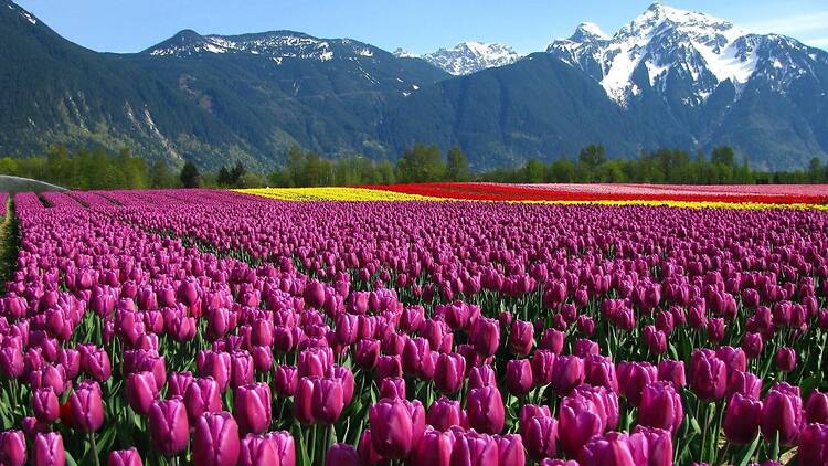 Tulip Garden in Srinagar Kashmir