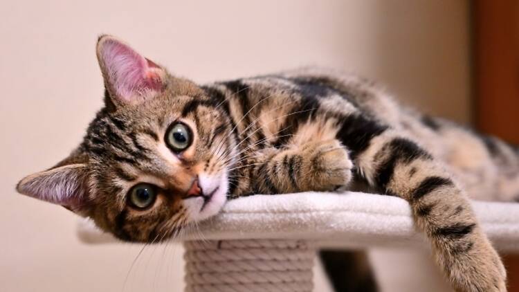 東京、猫の日イベント6選