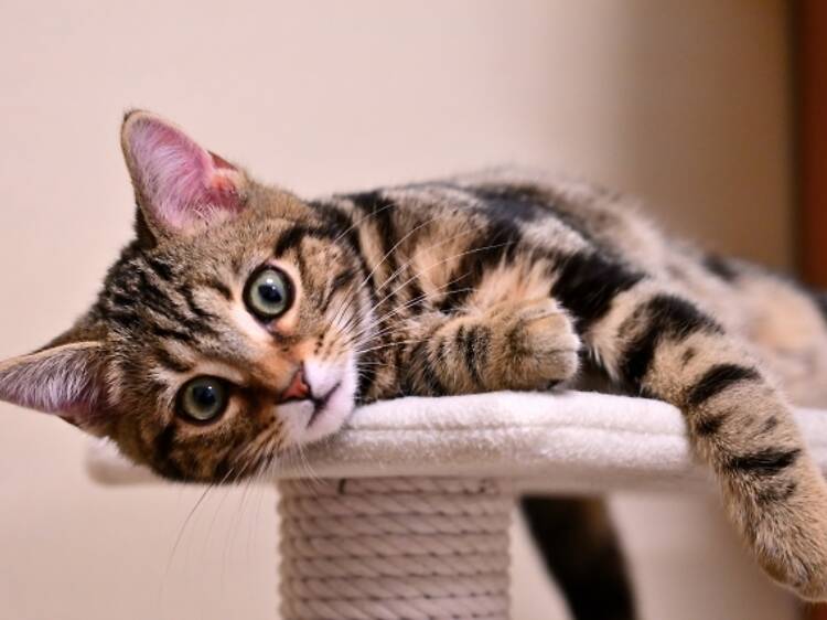 東京、猫の日イベント6選