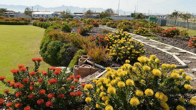 Khayelitsha Wetlands Park