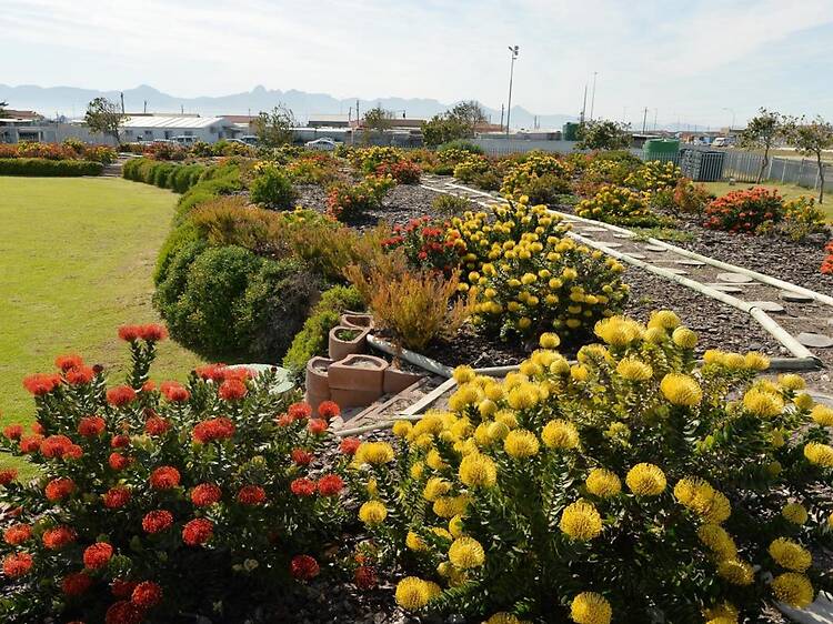 Khayelitsha Wetlands Park