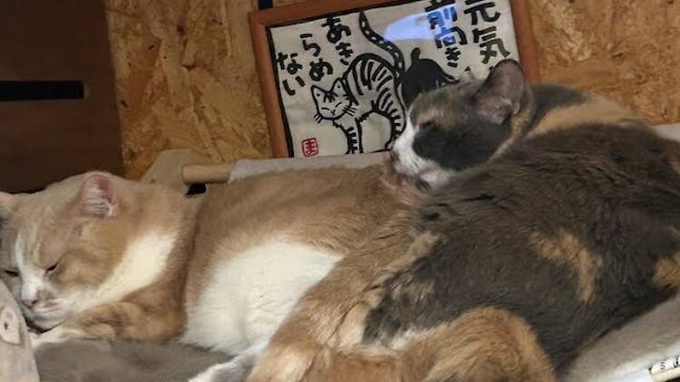 猫居酒屋 赤茄子