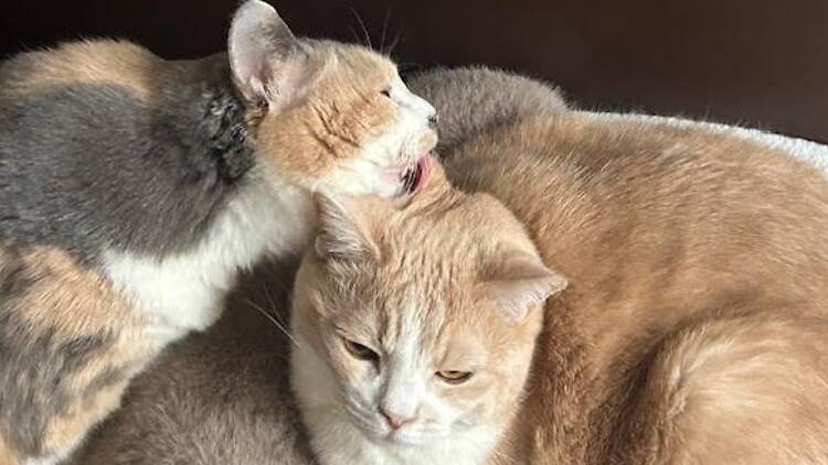 猫居酒屋 赤茄子