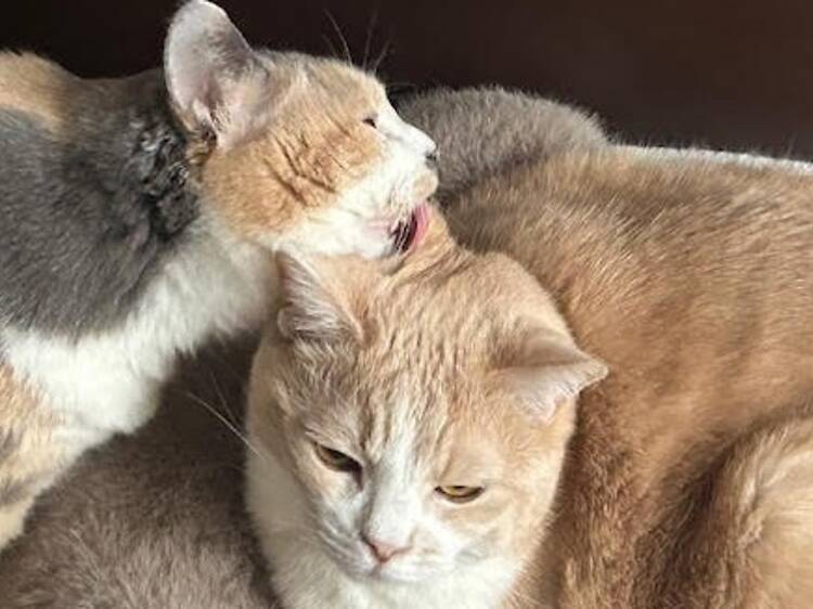 猫居酒屋 赤茄子