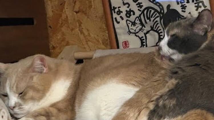 東京、猫を愛でるスポット5選 東京、猫を愛でるスポット5選