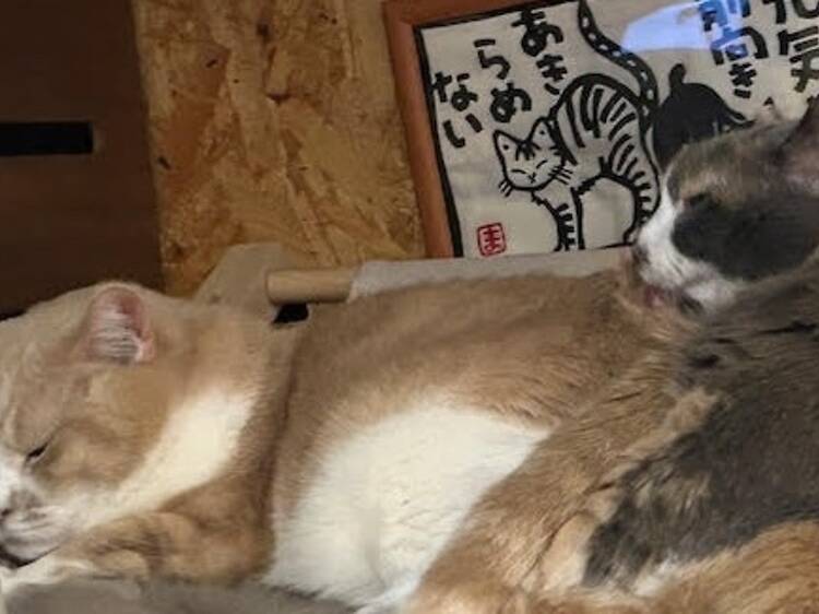 東京、猫を愛でるスポット5選