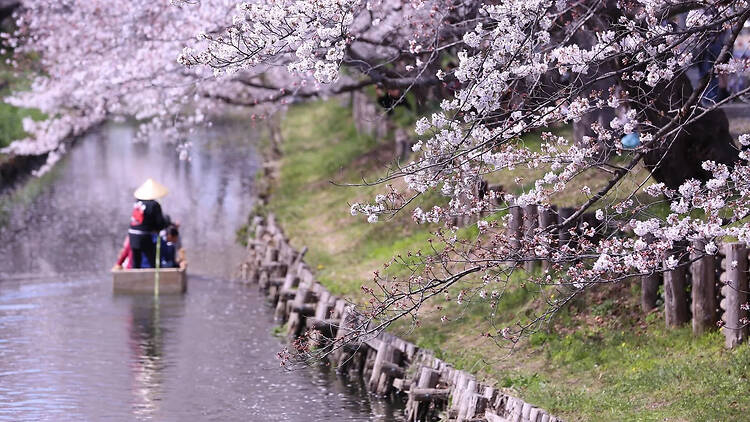 東京近郊、日帰りで行ける絶景桜スポット9選