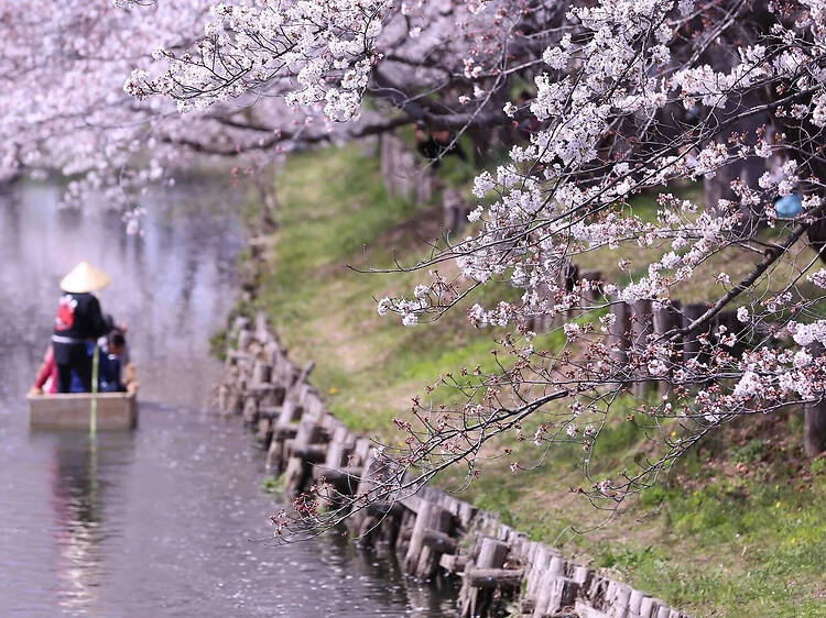 東京近郊、日帰りで行ける絶景桜スポット9選
