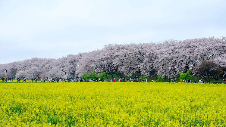 権現堂公園（埼玉）