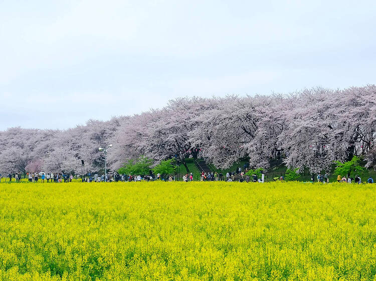 権現堂公園（埼玉）