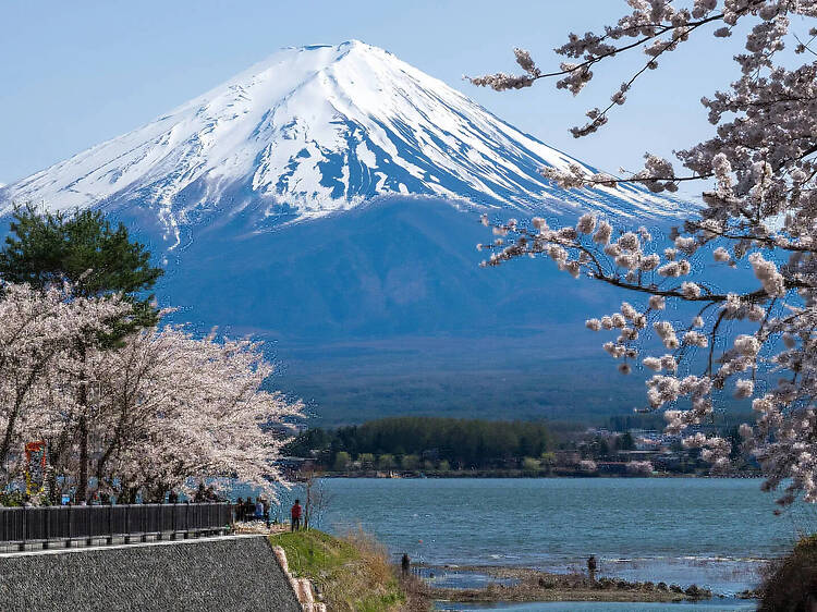 桜 日帰り 桜 日帰り