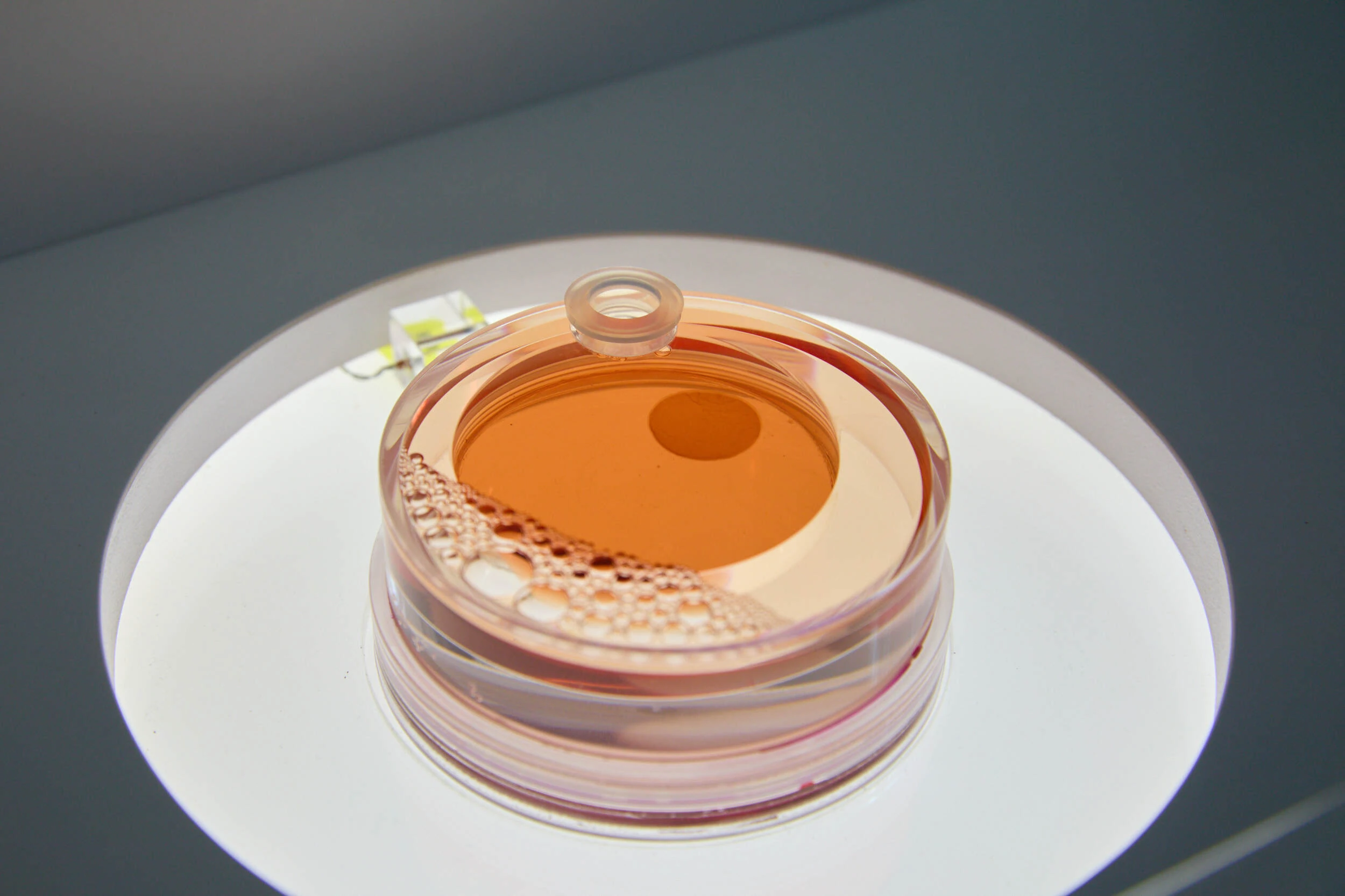 みゃくみゃくとつなぐ展 ～万博とひらく未来～