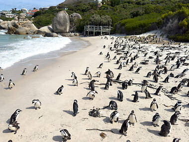 Boulders voted world's best one-of-a-kind beach Boulders voted world's best one-of-a-kind beach