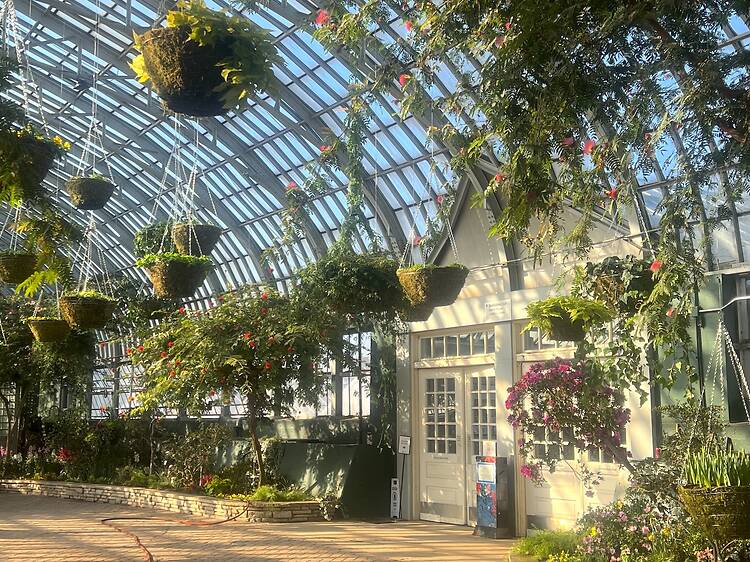 Garfield Park Conservatory Spring Flower Show: Showers of Flowers