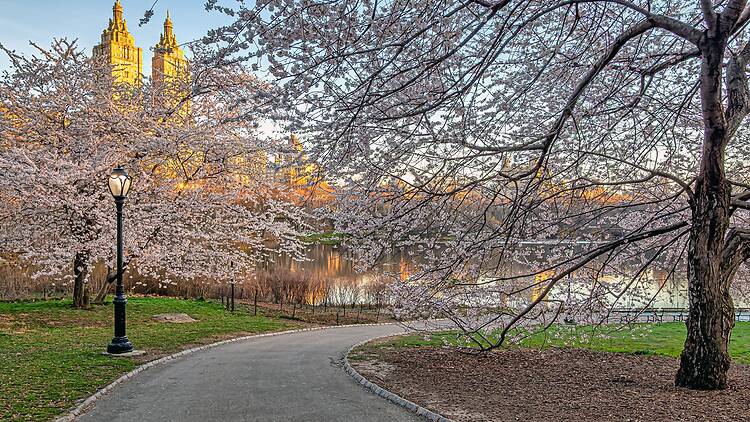 Central Park in spring