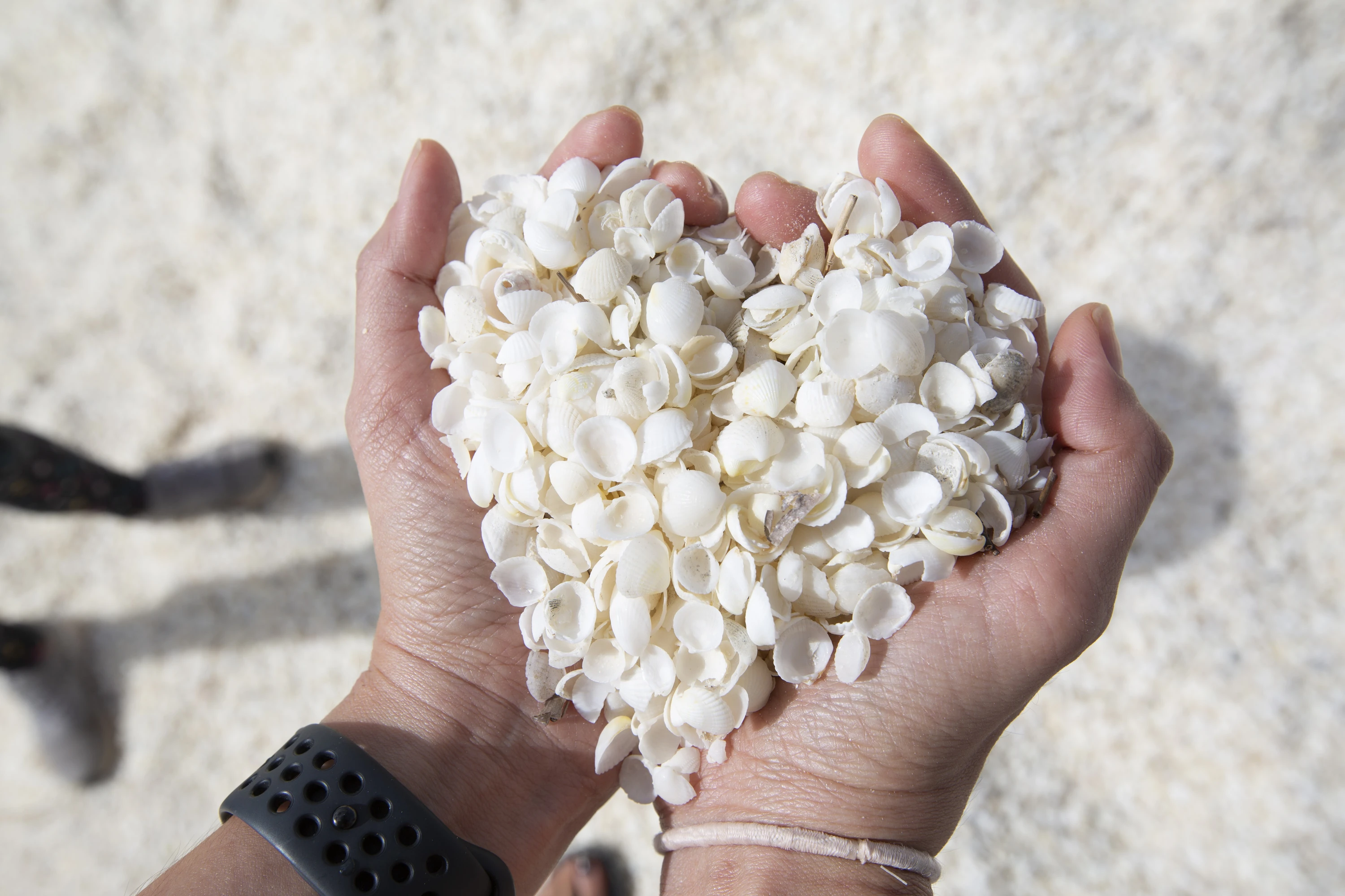 Heart made of shells