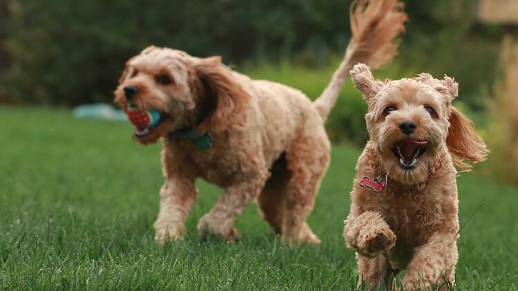 brown long coated small dog on green grass field during daytime