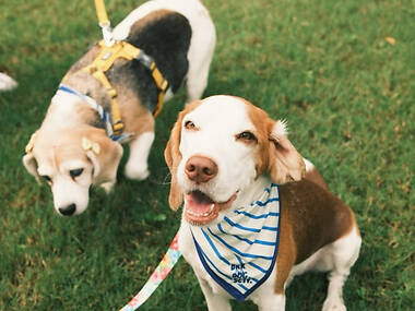 งานรวมตัวบีเกิลที่ใหญ่ที่สุดในกรุงเทพฯ เตรียมยึดสวนรถไฟในเดือนมีนาคมนี้! งานรวมตัวบีเกิลที่ใหญ่ที่สุดในกรุงเทพฯ เตรียมยึดสวนรถไฟในเดือนมีนาคมนี้!