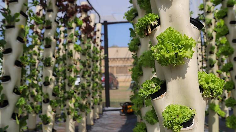 Isipingo Food for Health Clinic 