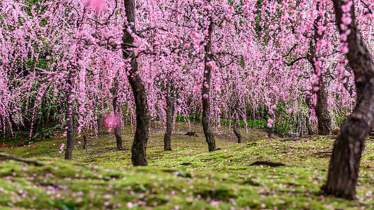 Weeping plum blossoms at Jonangu Shrine