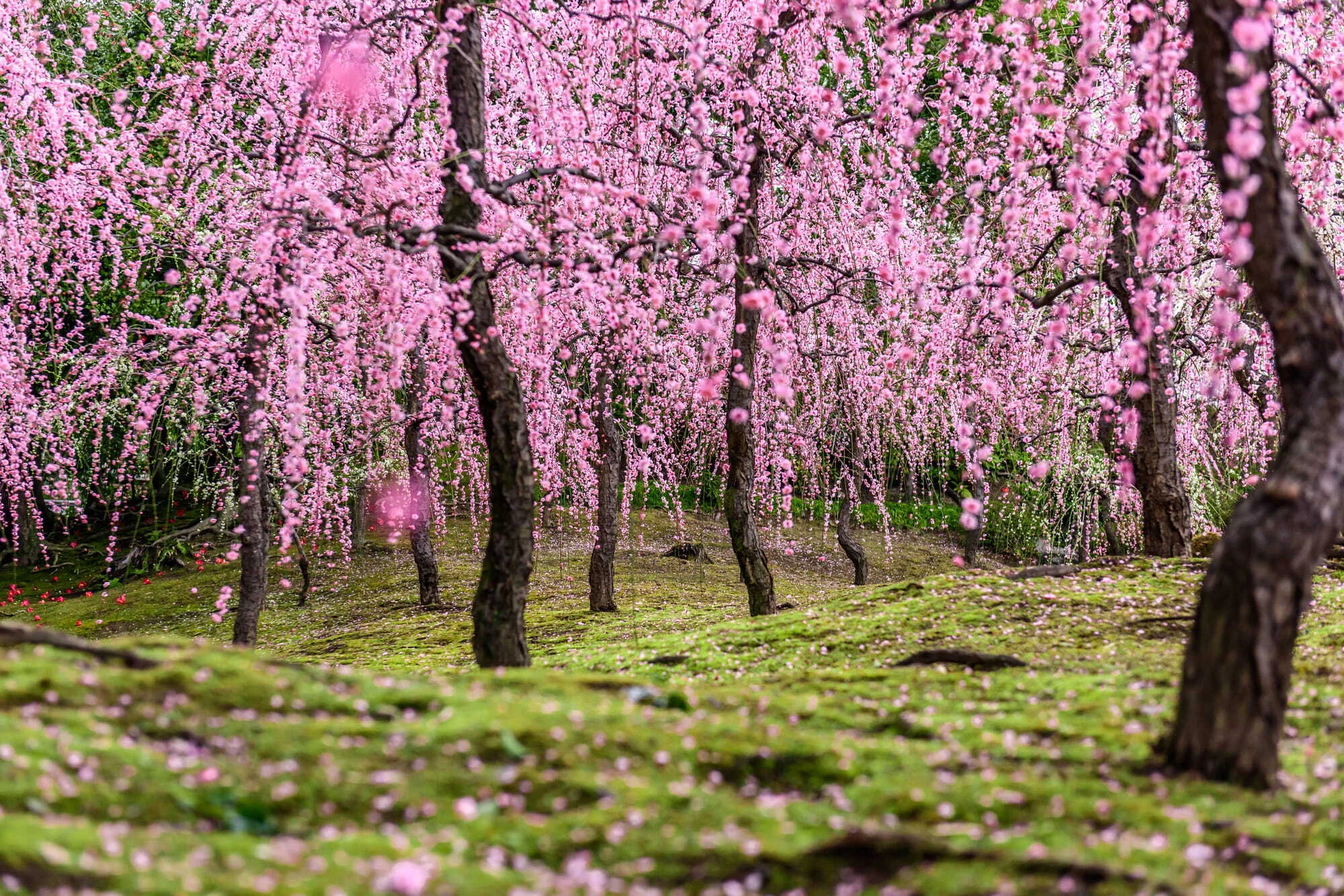 Weeping plum blossoms at Jonangu Shrine