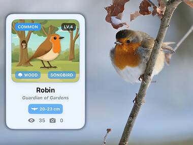 You can collect birds like Pokémon with a new birdwatching app that has launched in the UK You can collect birds like Pokémon with a new birdwatching app that has launched in the UK