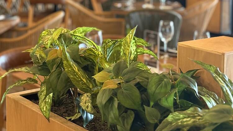 Beautiful green plant at Cowfish restaurant at Waterfall City .jpeg